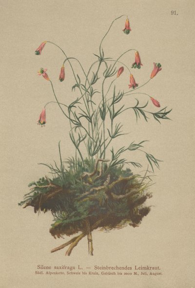 Silene saxifraga da German School