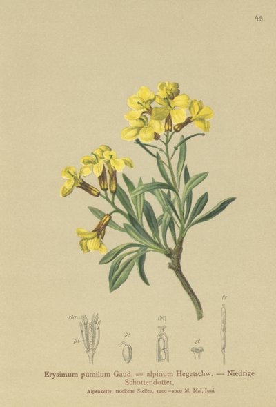 Violaciocca nana (Erysimum pumilum, Erysimum alpinum) da German School