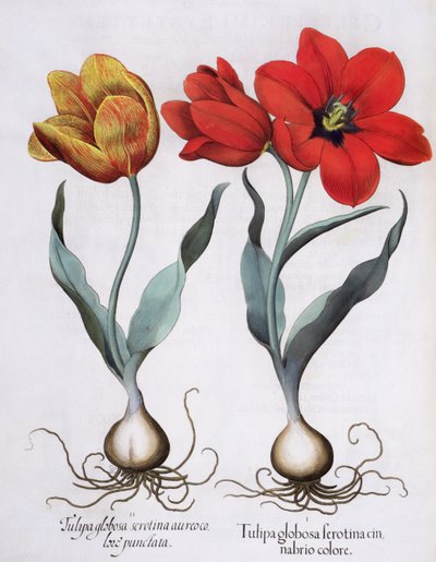 Tulipani, dal Hortus Eystettensis di Basil Besler, pub. 1613 da German School