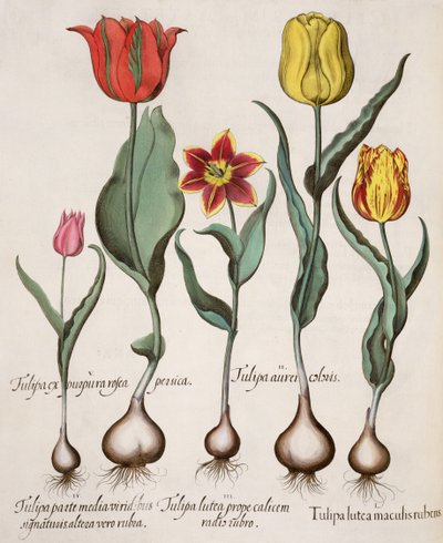 Tulipani da German School