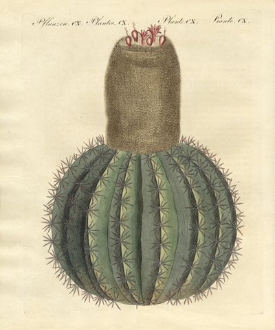 Cactus a turbante da German School