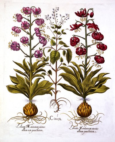Giglio turco e erba magica, da Hortus Eystettensis, di Basil Besler, pub. 1613 da German School