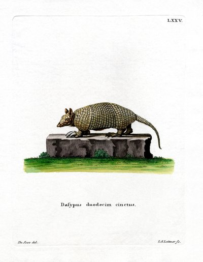 Armadillo a dodici bande da German School