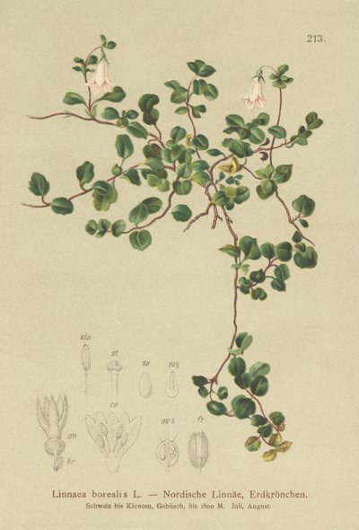 Linnaea boreale (Linnaea borealis) da German School