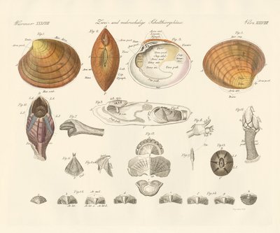 Gusci di conchiglie bivalvi e più valvi o cozze da German School