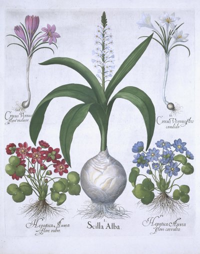 Due Crochi, due Epatica e una Scilla, da Hortus Eystettensis, di Basil Besler (1561-1629) pubblicato nel 1613 da German School