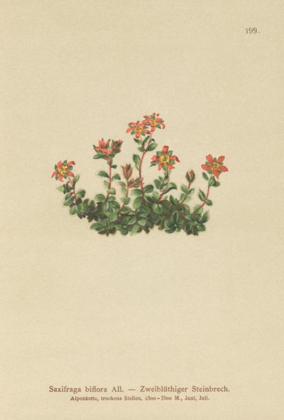 Sassifraga biflora (Saxifraga biflora) da German School