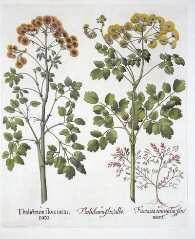 Due tipi di ruta dei prati e fumaria, da Hortus Eystettensis, di Basil Besler, pub. 1613 da German School