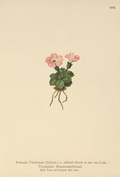 Primula tirolese (Primula tyrolensis, Primula Tirolensis, Primula Allionii) da German School