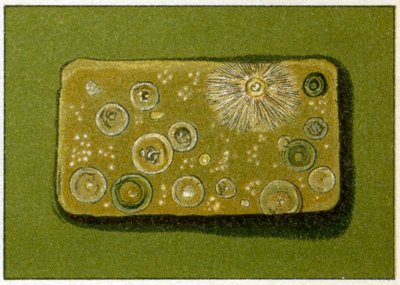Livelli malsani di batteri nell