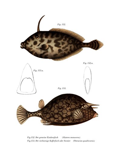 Pesce Unicorno da German School