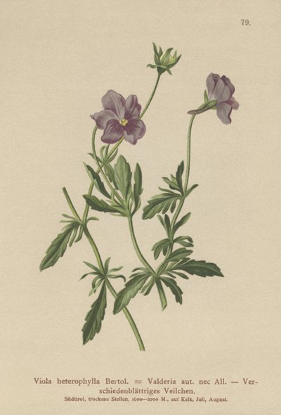 Viola Valderia da German School