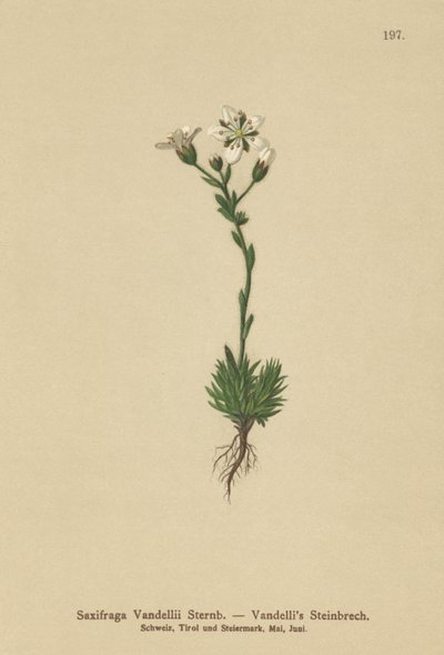 Sassifraga di Vandelli (Saxifraga Vandellii) da German School