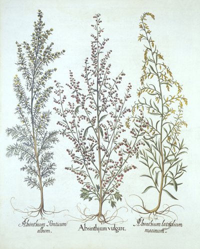 Varietà di assenzio, da Hortus Eystettensis, di Basil Besler, pub. 1613 da German School