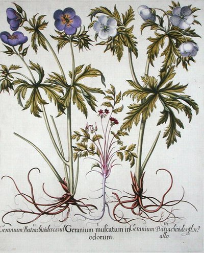 Varietà di Geranio, da 