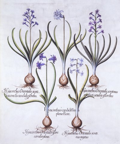 Varietà di giacinto con bulbo, da Hortus Eystettensis, di Basil Besler, pub. 1613 da German School