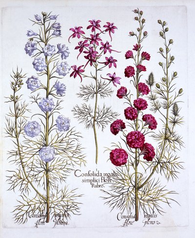 Varietà di speronella, da Hortus Eystettensis, di Basil Besler, pub. 1613 da German School