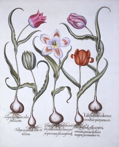 Varietà di Tulipano, da Hortus Eystettensis, di Basil Besler, pub. 1613 da German School