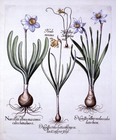 Varie narcisi, da Hortus Eystettensis, di Basil Besler, pub. 1613 da German School