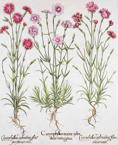 Varie varietà di Dianthus, da Hortus Eystettensis di Basil Besler, pub. 1613 da German School