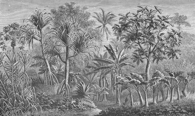 Vegetazione in India da German School
