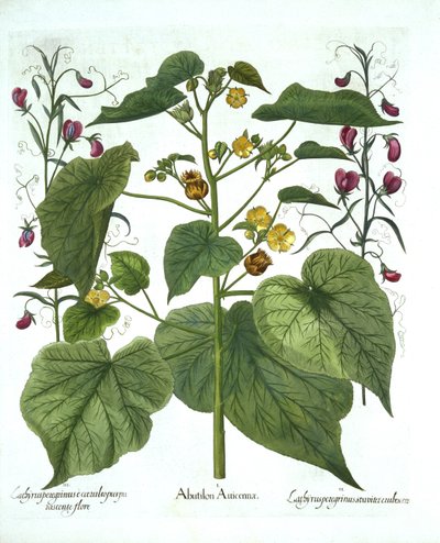 Malva vellutata e piselli odorosi, da Hortus Eystettensis, di Basil Besler, pub. 1613 da German School