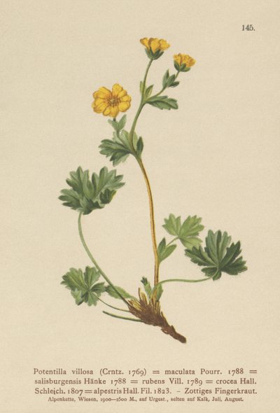 Cinquefoil villoso (Potentilla villosa, Potentilla maculata, Potentilla rubens, Potentilla crocea, Potentilla alpestris, Potentilla salisburgensis) da German School