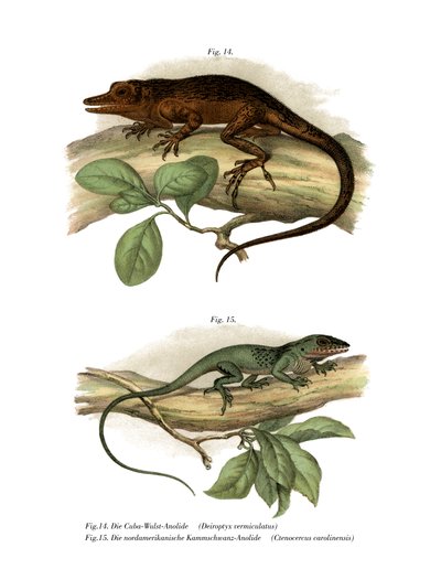 Anole di Vinales da German School