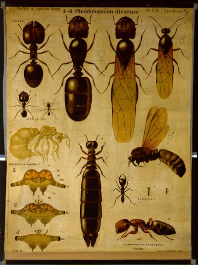 Carta murale raffigurante Formicidae da German School