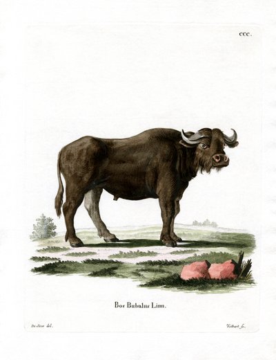 Bufalo d