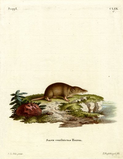 Toporagno d