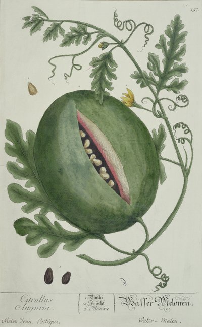 Anguria, da A Curious Herbal, edizione tedesca, pubblicata nel 1757 da German School