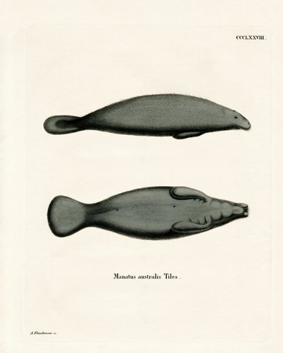 Lamantino dei Caraibi da German School