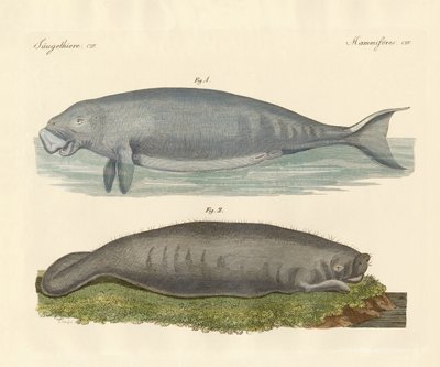 Animali simili a balene da German School