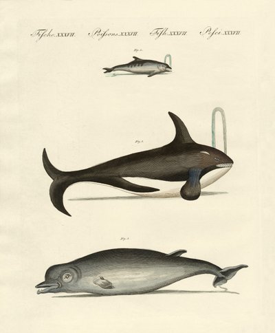 Balene e delfini da German School
