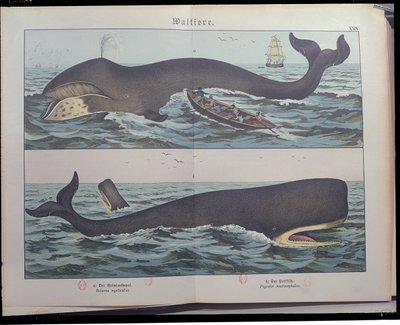 Caccia alla balena e capodoglio, da Storia naturale dei mammiferi (1861) di Gotthelf Heinrich von Schubert (1780-1860), pubblicato a Stoccarda, 1886 da German School