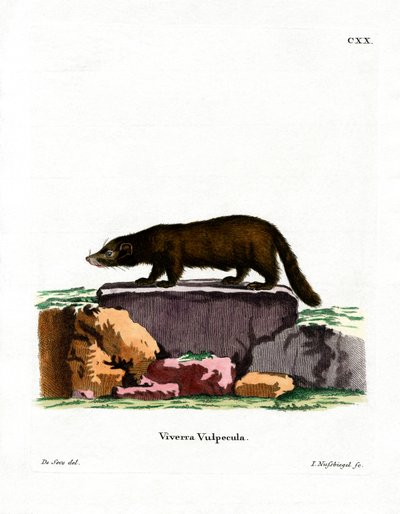 Coati dal naso bianco da German School