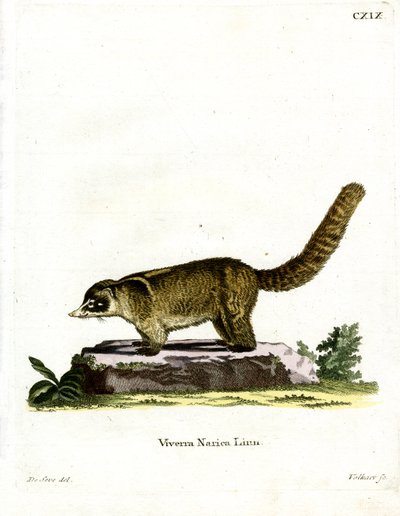 Coati dal naso bianco da German School