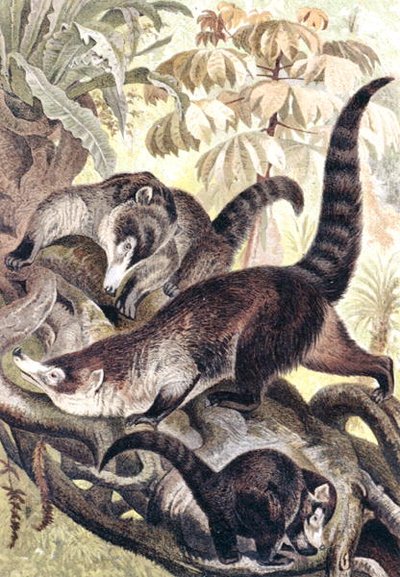 Coati dal naso bianco, tavola da "Brehms Tierleben: Allgemeine Kunde des Tierreichs", vol.2, p.278, pubblicato da Bibliographisches Institut da German School