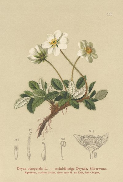 Dryas bianca da German School