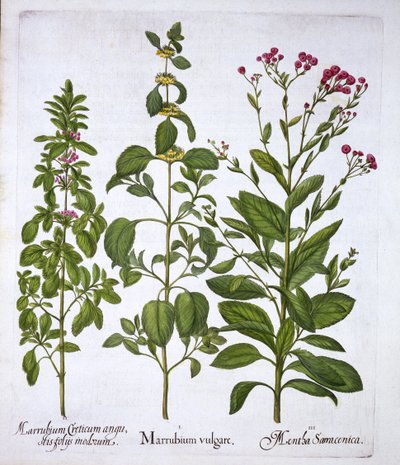 Marrubio bianco, marrubio e menta, da Hortus Eystettensis, di Basil Besler, pub. 1613 da German School
