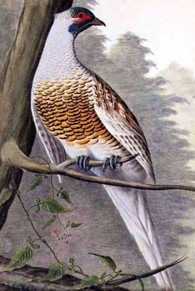 Fagiano bianco, c.1740 da German School