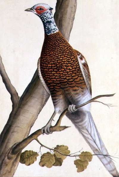 Fagiano bianco, c.1740 da German School