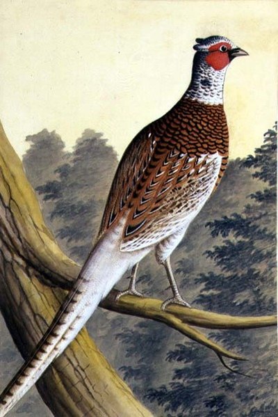 Fagiano bianco, c.1740 da German School