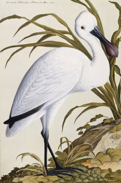 Spatola bianca, 1750-1800 da German School