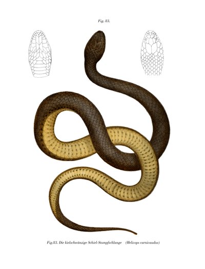 Serpente di Wied da German School