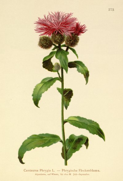 Fiordaliso parrucca (Centaurea Phrygia) da German School