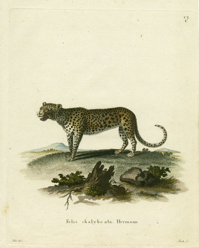Gatto Selvatico da German School