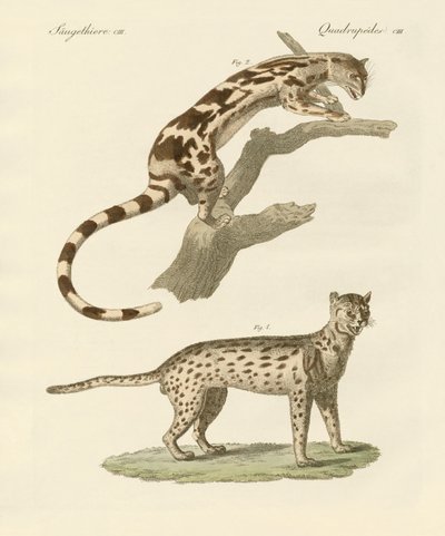 Animali selvatici da German School
