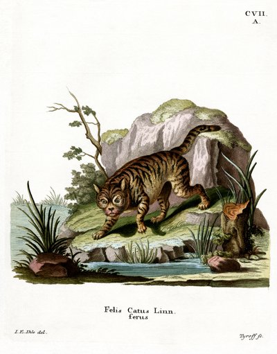 Gatto selvatico da German School
